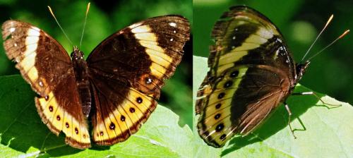 Hypolimnas octocula elsina